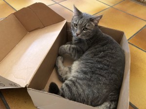 "Phèdre", Clément's cat.